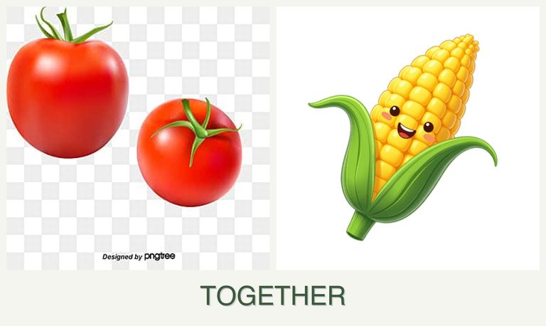 Can you plant tomatoes and corn together?