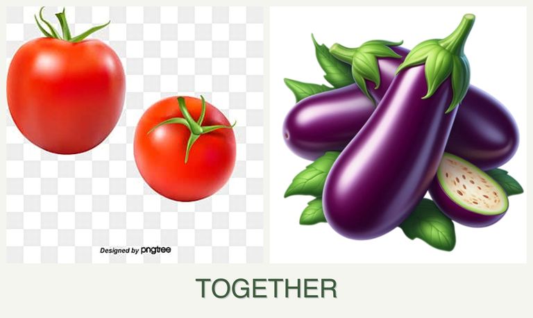 Can you plant tomatoes and eggplant together?