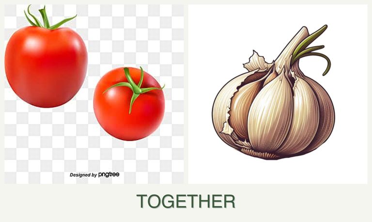 Can you plant tomatoes and garlic together?