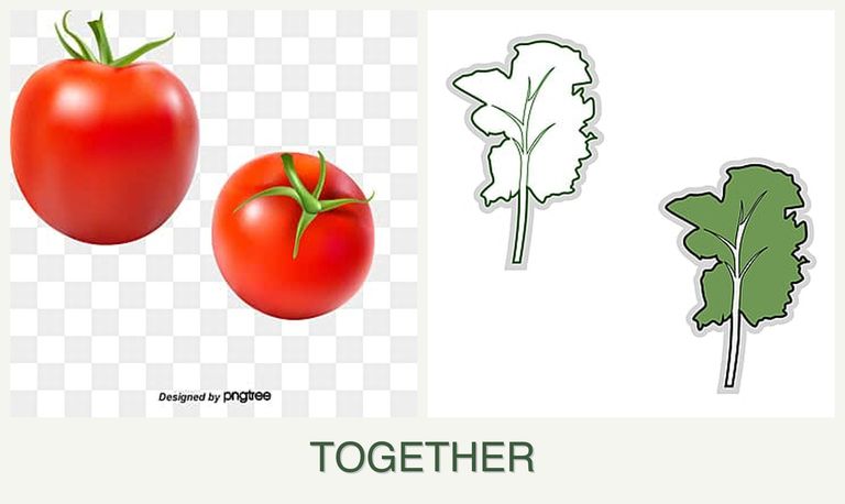 Can you plant tomatoes and kale together?