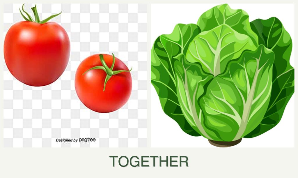 Can you plant tomatoes and lettuce together?