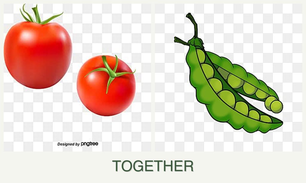 Can you plant tomatoes and peas together?