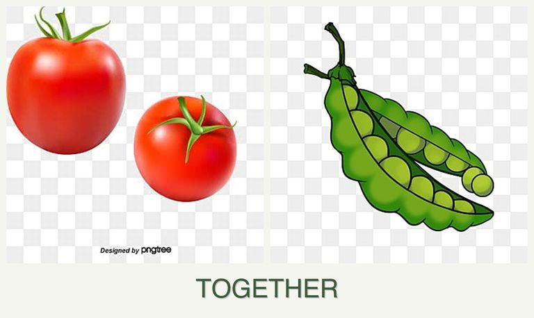 Can you plant tomatoes and peas together?