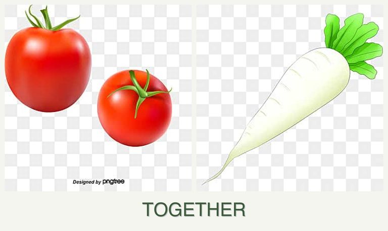 Can you plant tomatoes and radishes together?