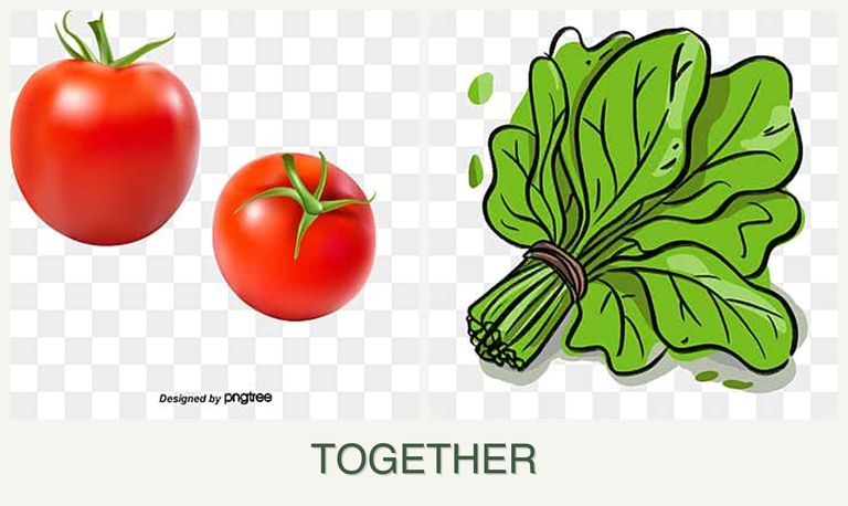 Can you plant tomatoes and spinach together?