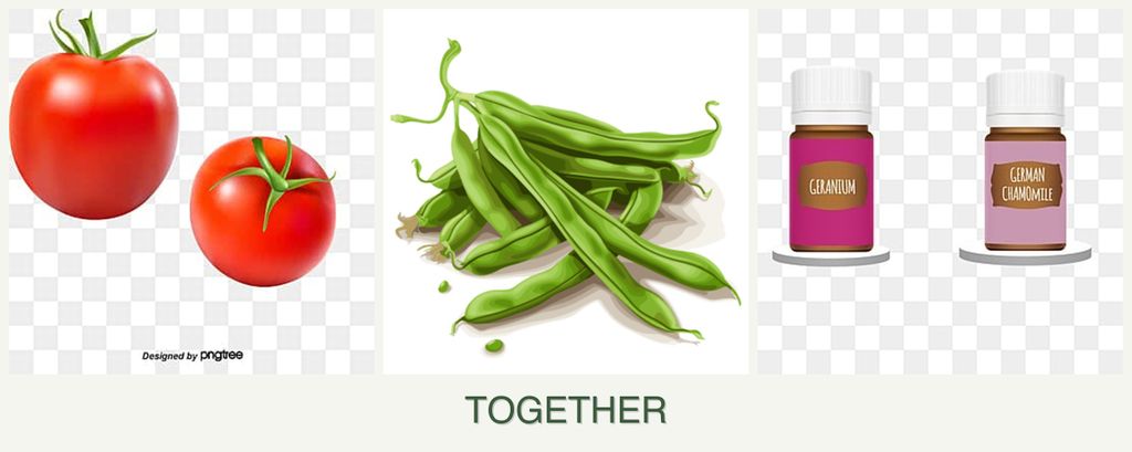 Can you plant tomatoes, beans and geraniums together?