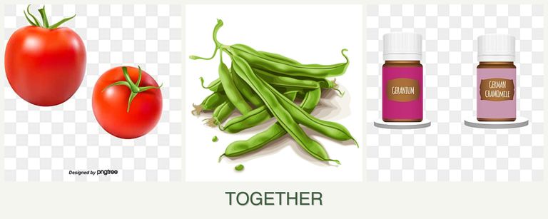 Can you plant tomatoes, beans and geraniums together?