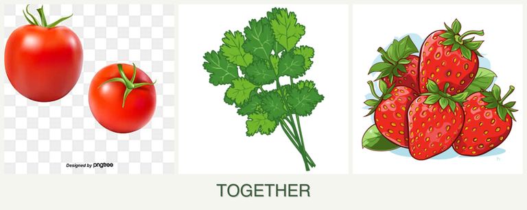 Can you plant tomatoes, cilantro and strawberries together?