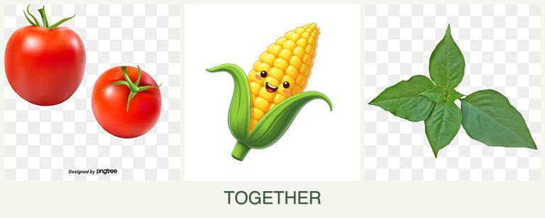 Can you plant tomatoes, corn and basil together?