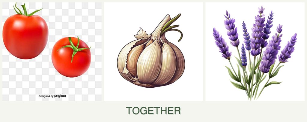 Can you plant tomatoes, garlic and lavender together?