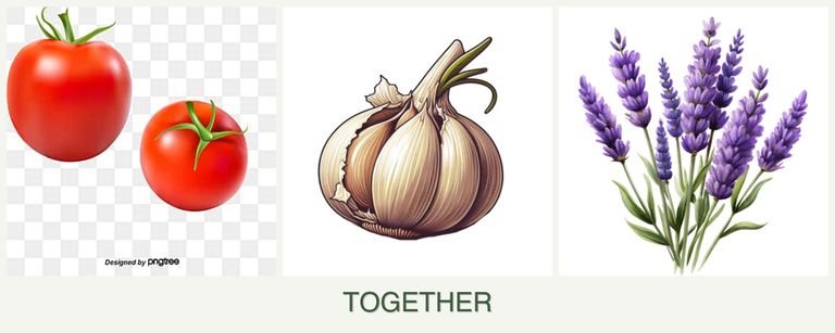 Can you plant tomatoes, garlic and lavender together?