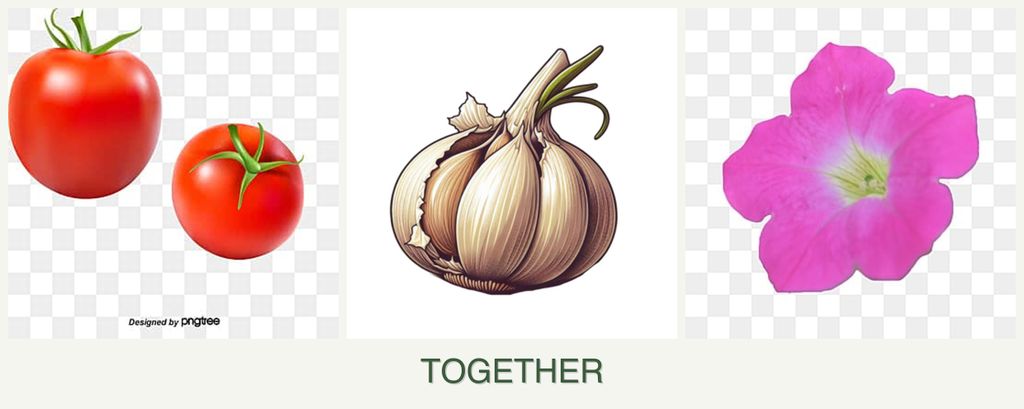 Can you plant tomatoes, garlic and petunias together?