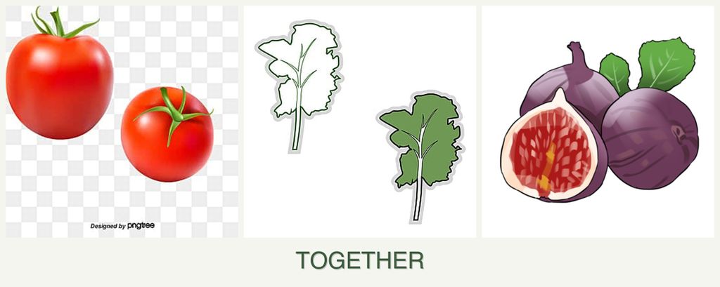 Can you plant tomatoes, kale and figs together?