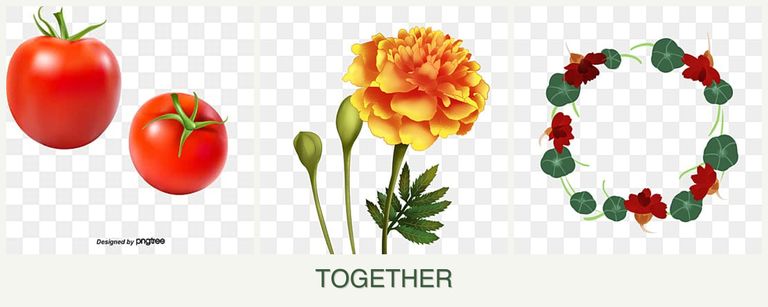 Can you plant tomatoes, marigolds and nasturtiums together?