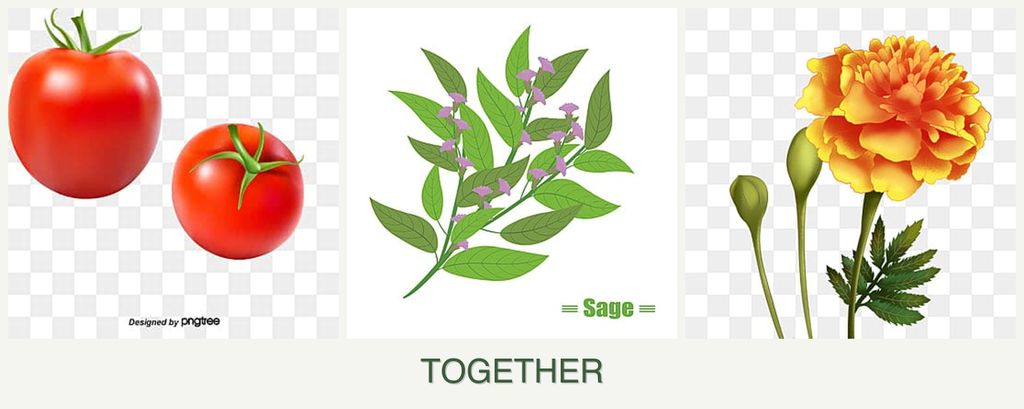 Can you plant tomatoes, sage and marigolds together?