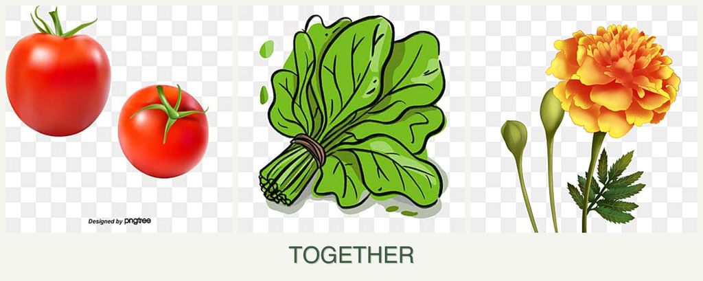 Can you plant tomatoes, spinach and marigolds together?