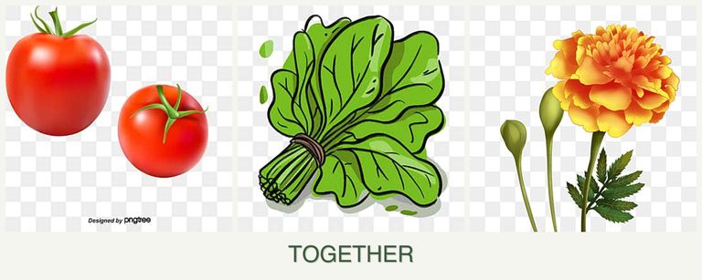 Can you plant tomatoes, spinach and marigolds together?