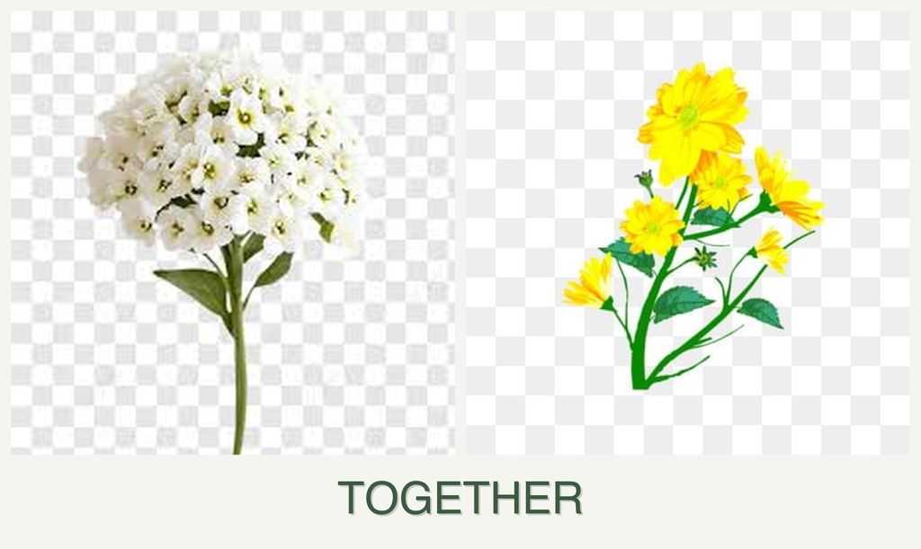 Can you plant alyssum and calendula together?