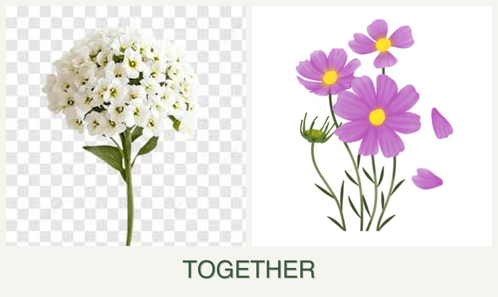 Can you plant alyssum and cosmos together?