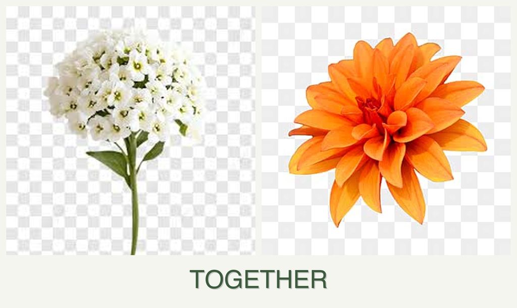 Can you plant alyssum and dahlias together?