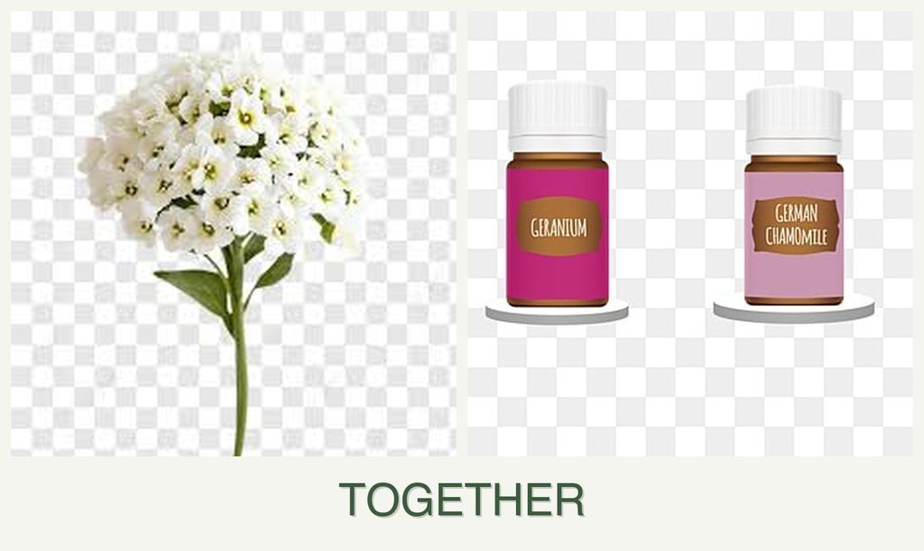Can you plant alyssum and geraniums together?