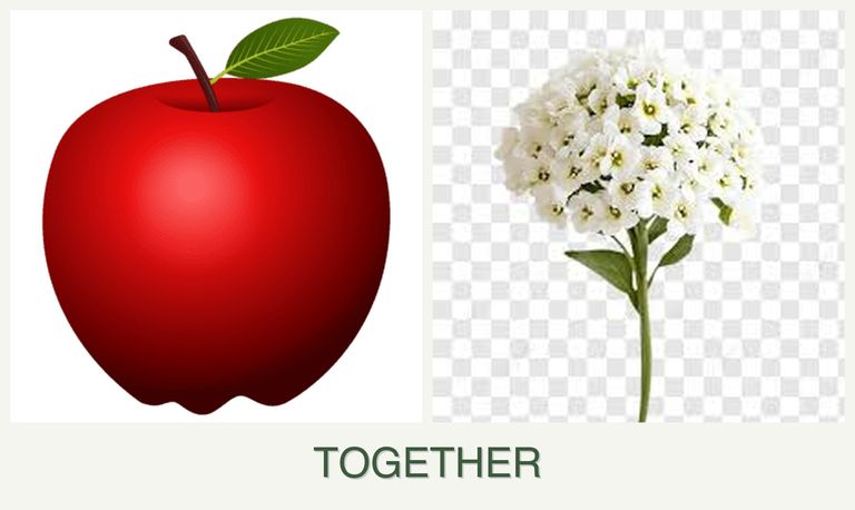 Can you plant apples and alyssum together?