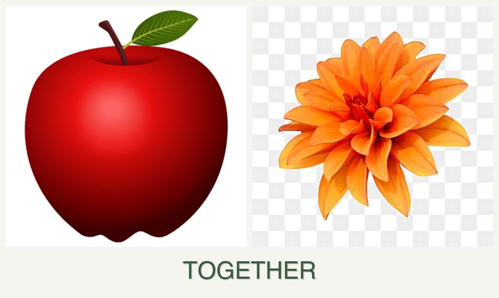 Can you plant apples and dahlias together?
