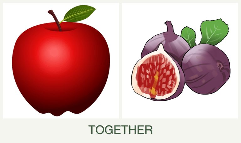 Can you plant apples and figs together?