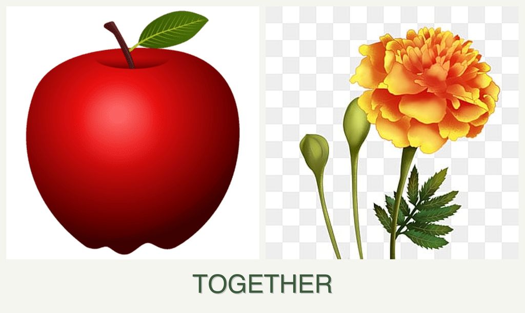 Can you plant apples and marigolds together?
