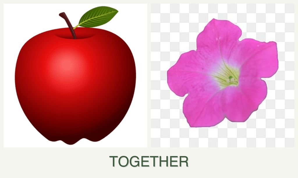 Can you plant apples and petunias together?