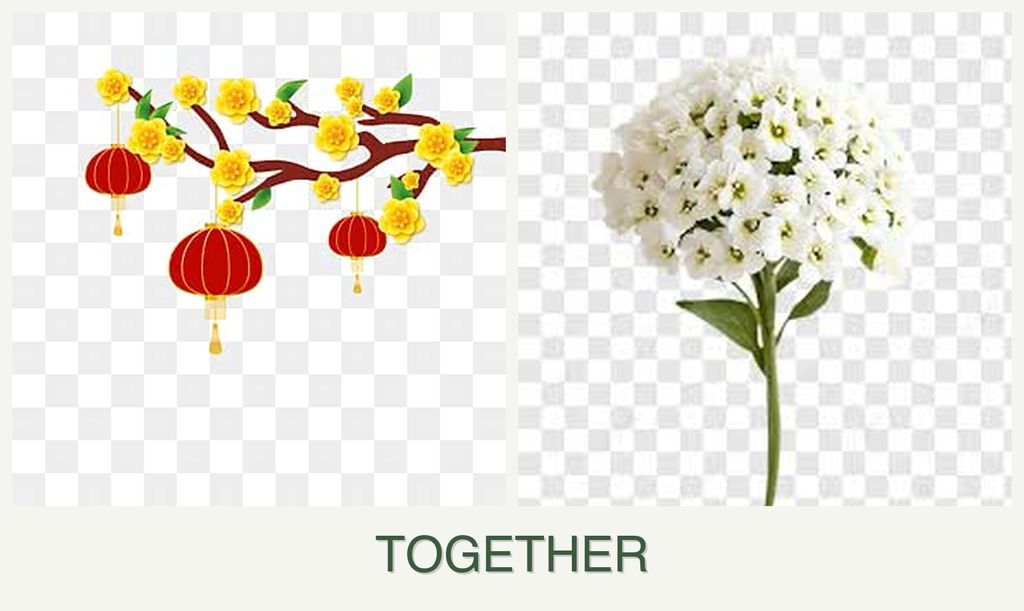 Can you plant apricots and alyssum together?