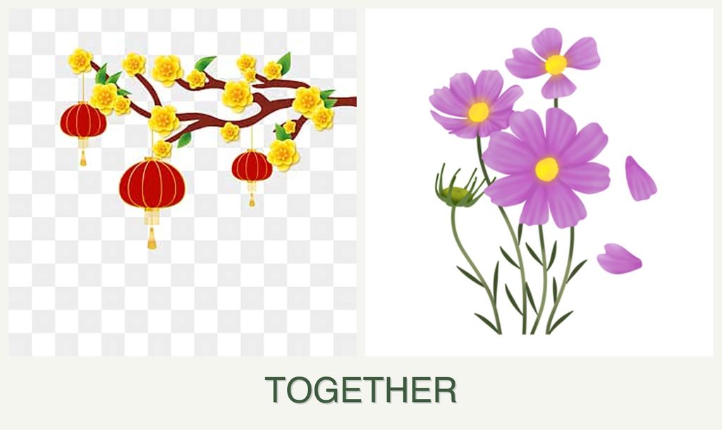 Can you plant apricots and cosmos together?