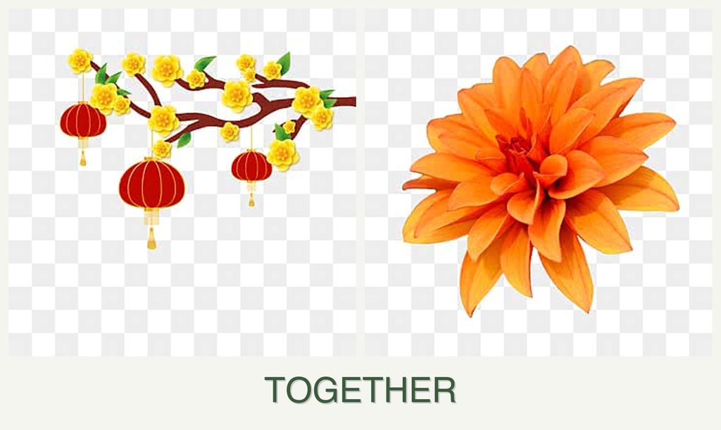 Can you plant apricots and dahlias together?