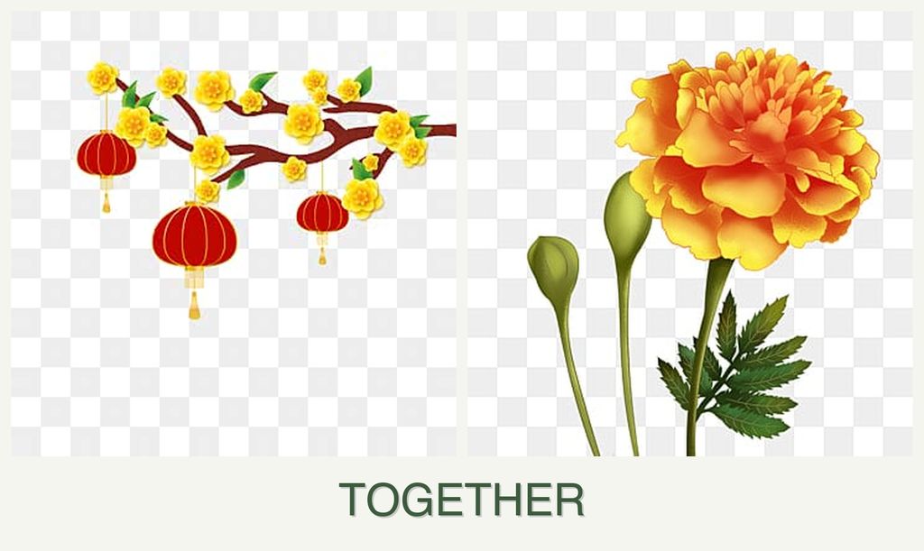 Can you plant apricots and marigolds together?