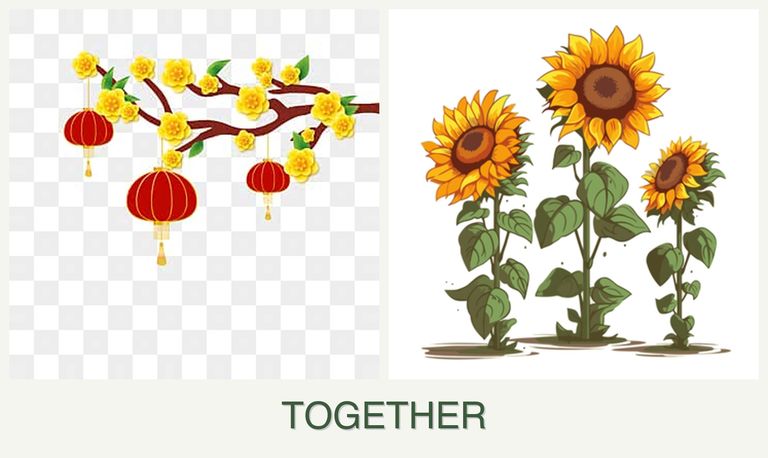 Can you plant apricots and sunflowers together?