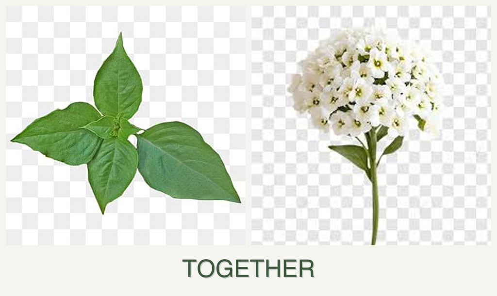 Can you plant basil and alyssum together?