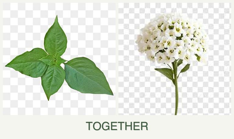 Can you plant basil and alyssum together?
