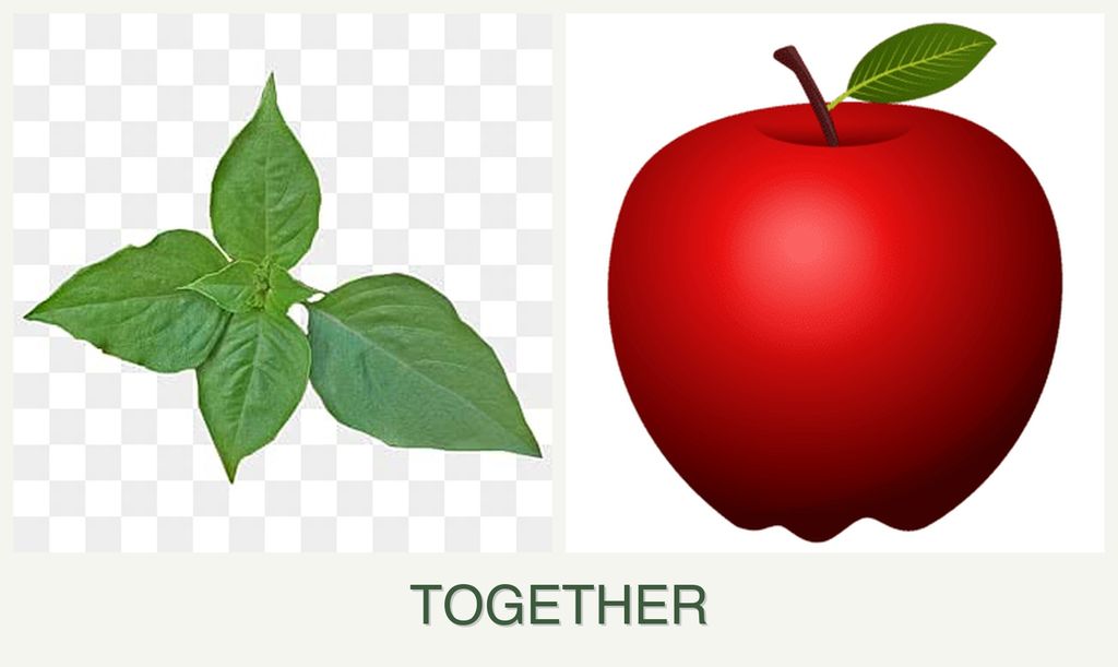 Can you plant basil and apples together?
