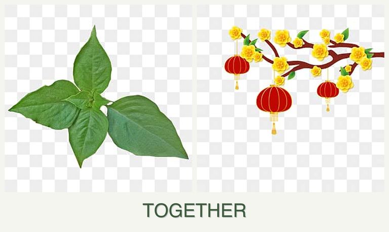 Can you plant basil and apricots together?