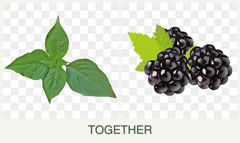 Can you plant basil and blackberries together?