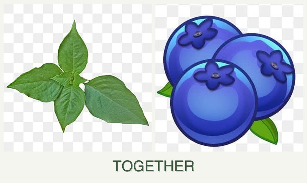 Can you plant basil and blueberries together?
