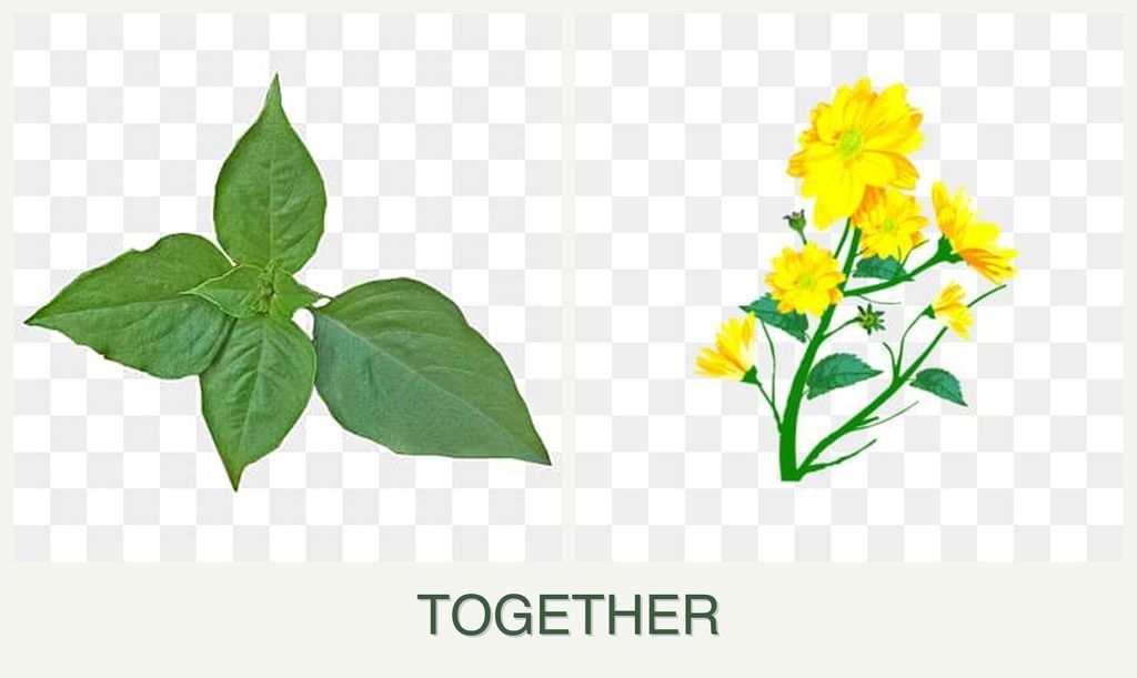 Can you plant basil and calendula together?