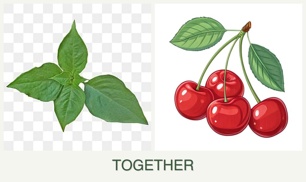 Can you plant basil and cherries together?