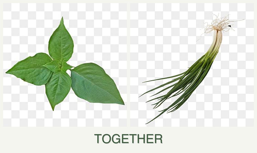 Can you plant basil and chives together?