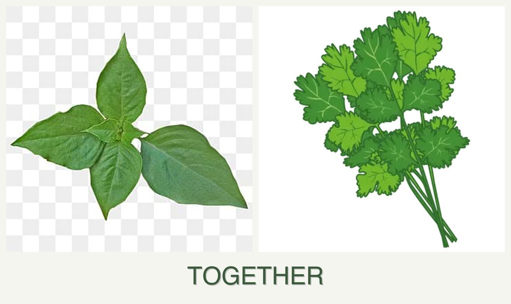 Can you plant basil and cilantro together?