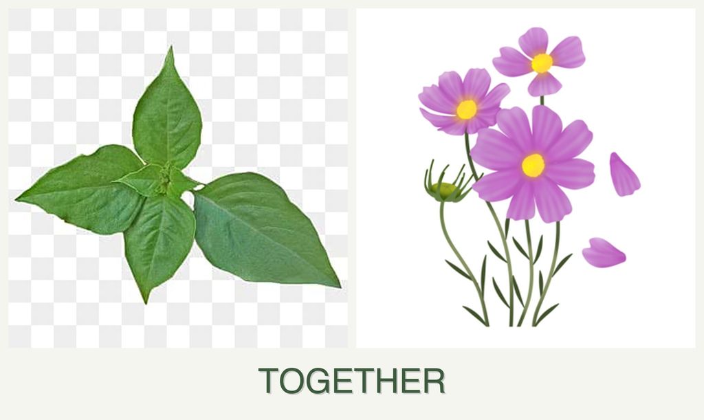 Can you plant basil and cosmos together?