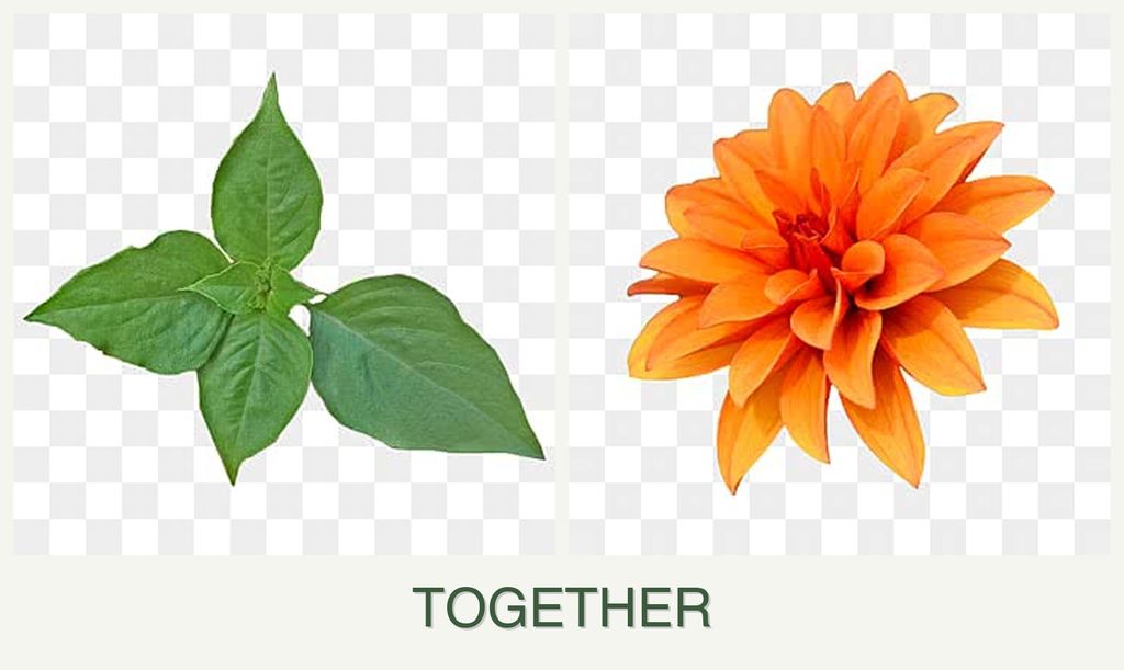 Can you plant basil and dahlias together?