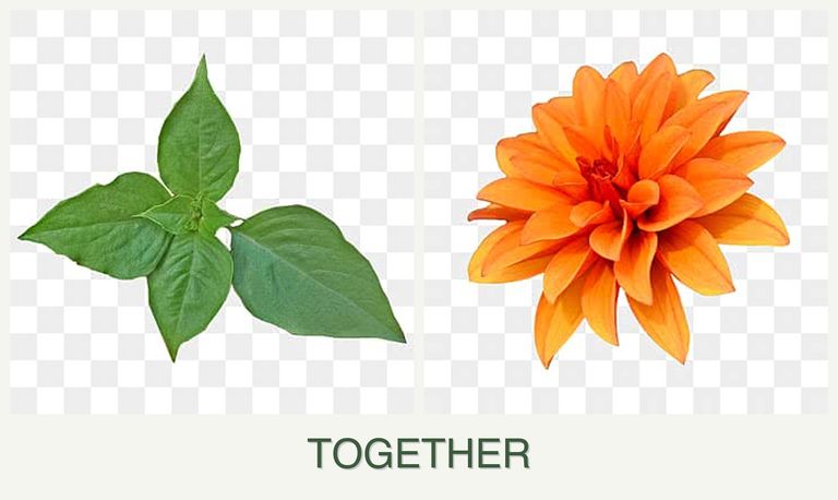 Can you plant basil and dahlias together?