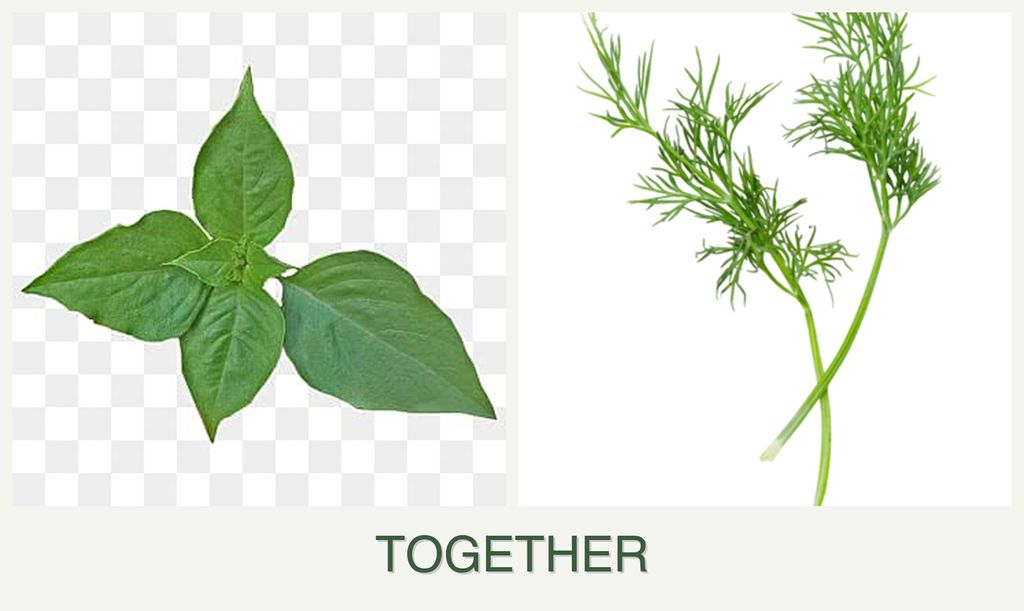 Can you plant basil and dill together?