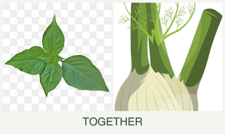 Can you plant basil and fennel together?
